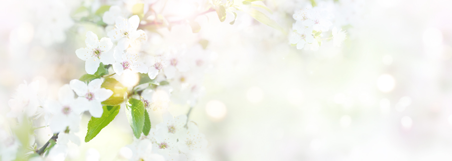 Kischblüte im Frühjahr – verschiedene Weißtöne
